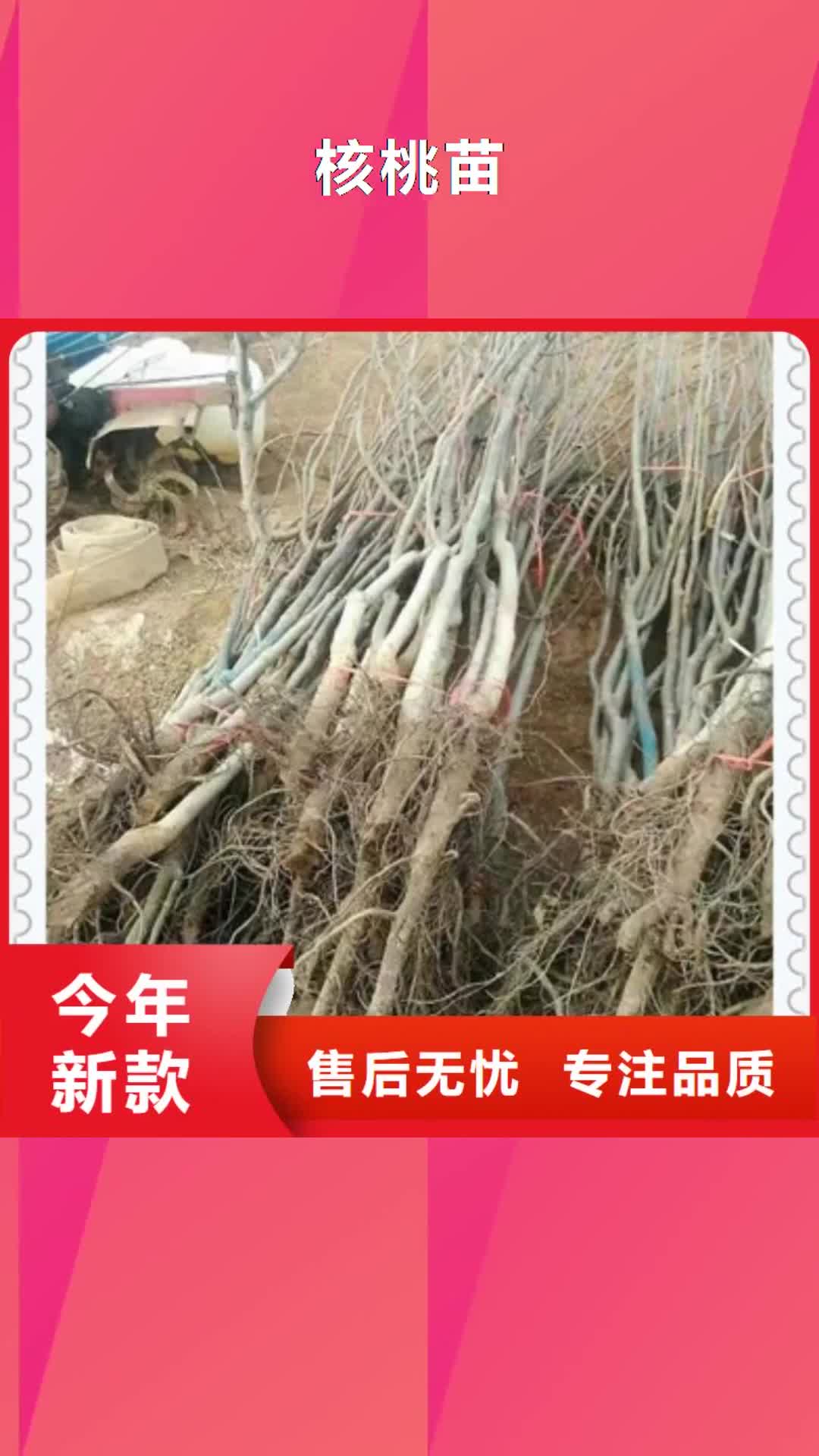 【钦州 核桃苗工艺层层把关】