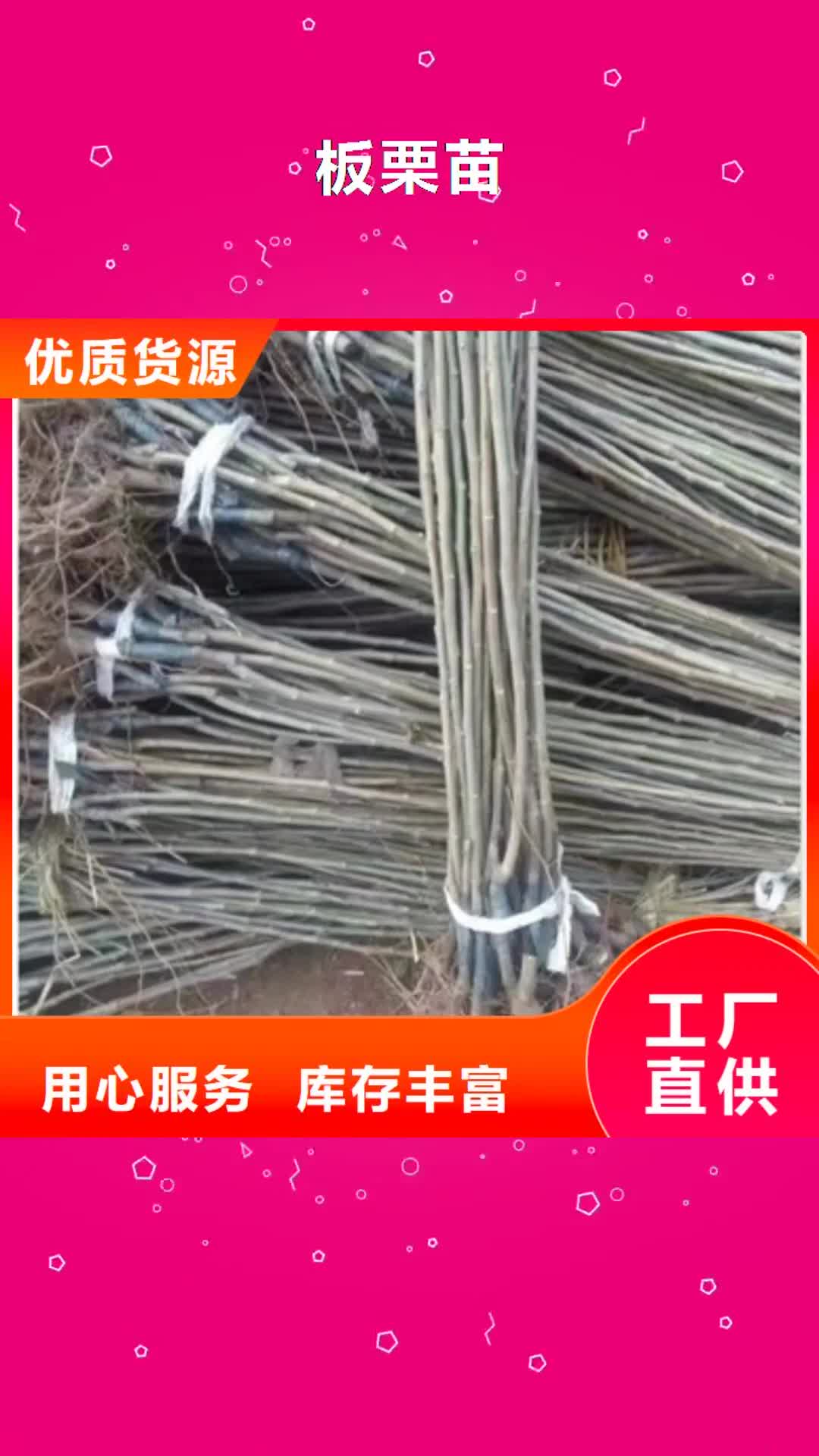 保山 板栗苗【桃树苗】实拍展现
