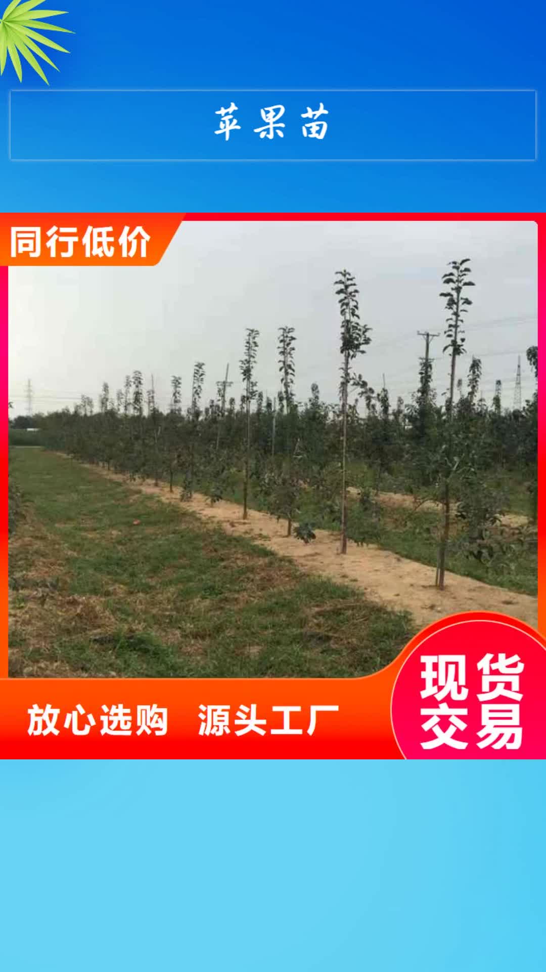 湘潭【苹果苗】-梨树苗定制不额外收费