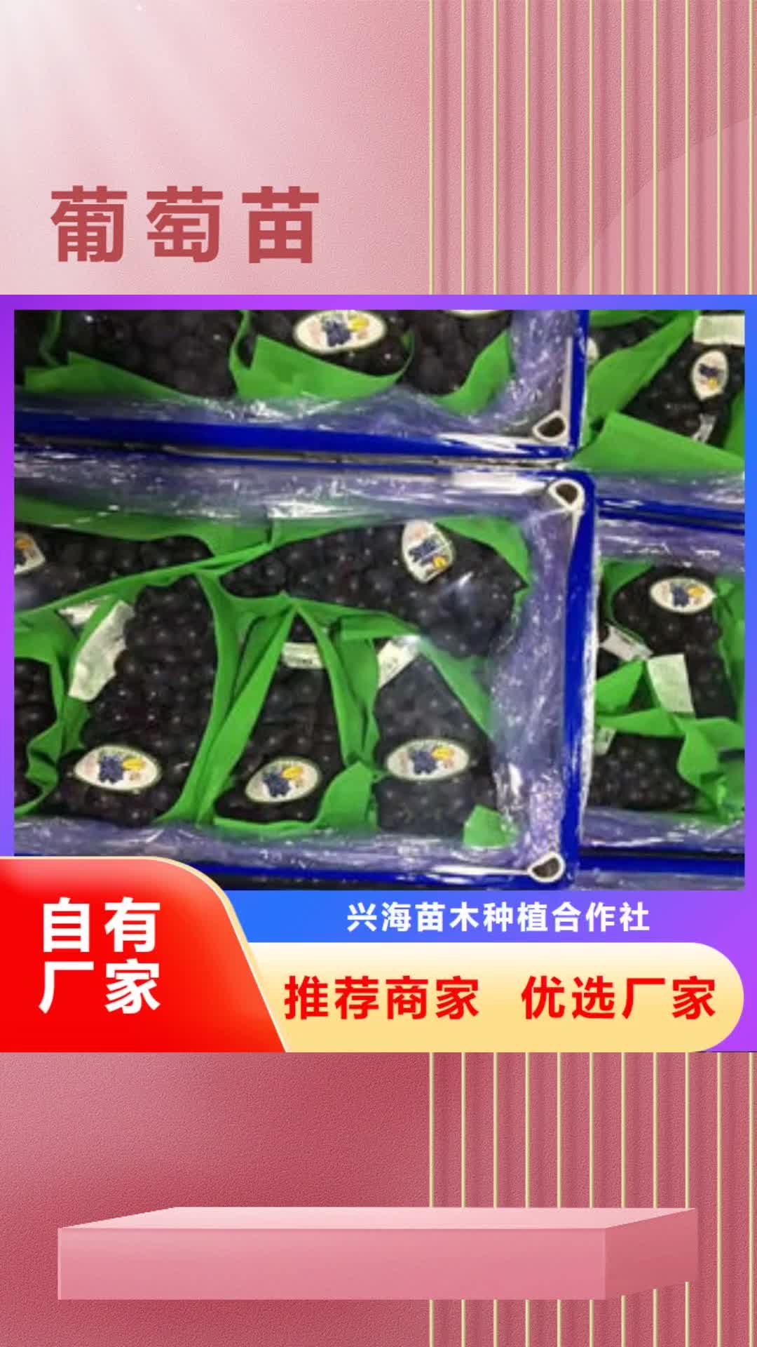 天水 葡萄苗-【花椒苗】厂家直销值得选择