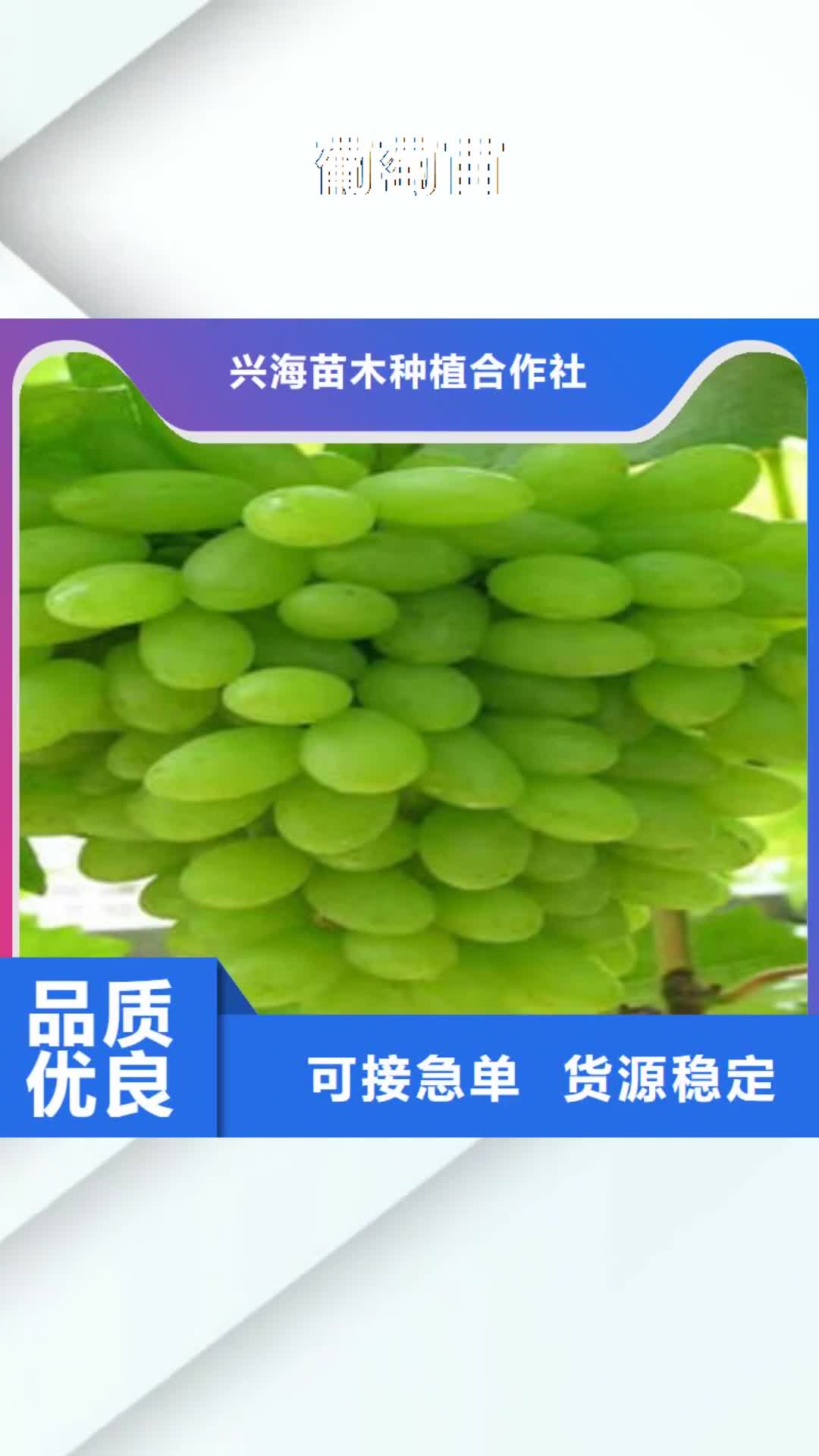 【辽宁 葡萄苗 李子苗工艺成熟】