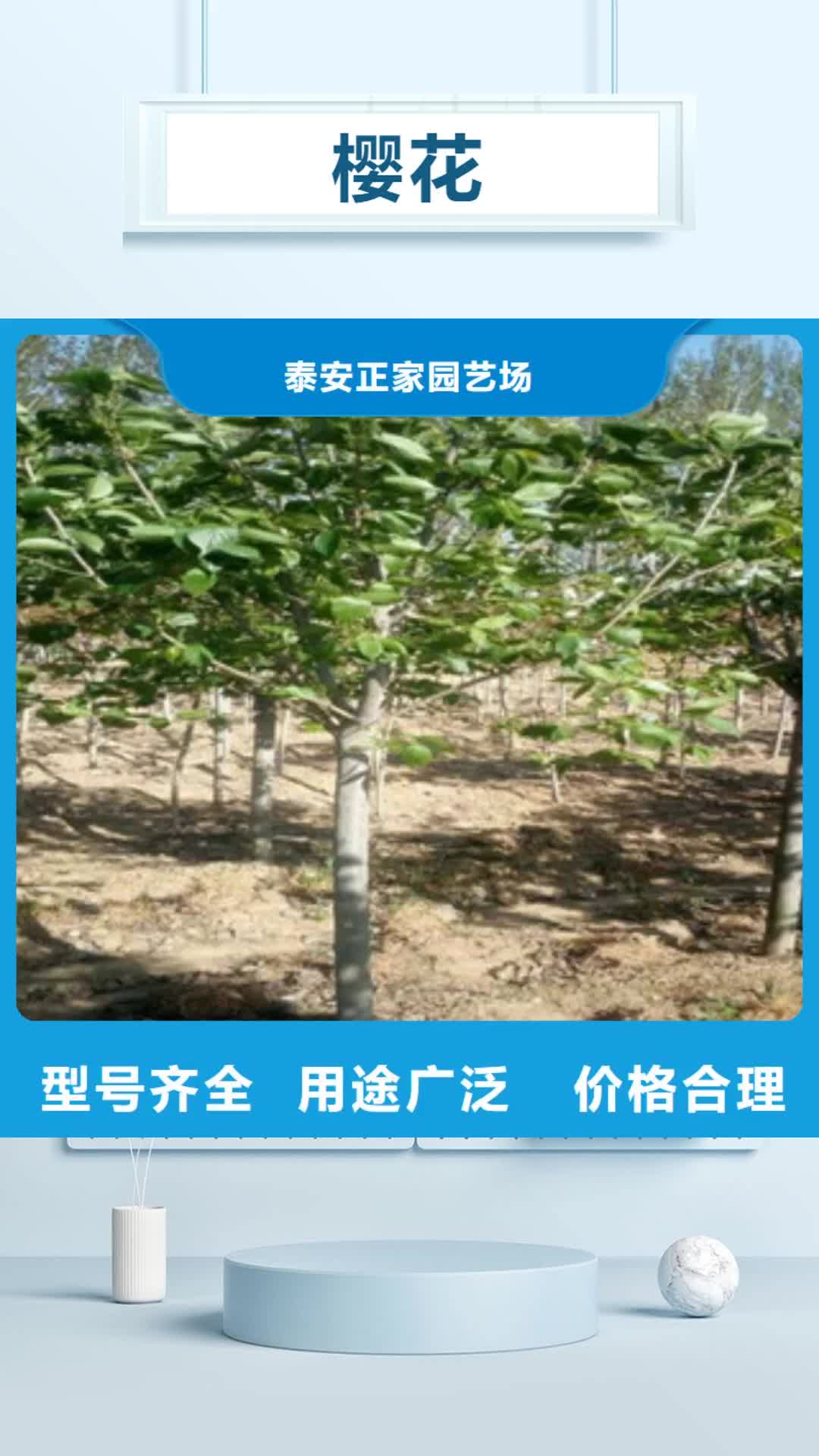 【普洱 樱花 占地果树质量为本】