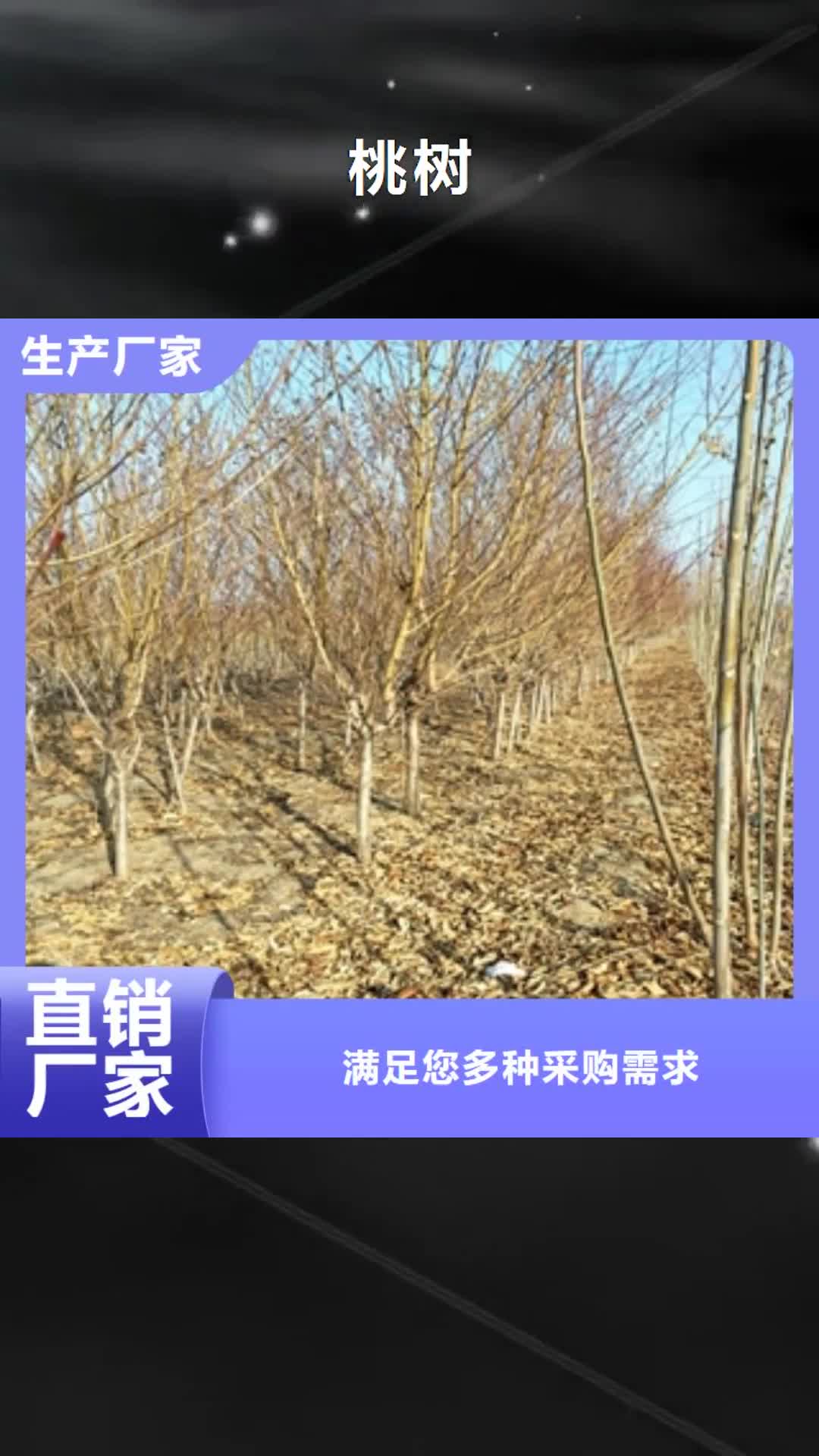 沈阳【桃树】_蓝莓苗质量可靠