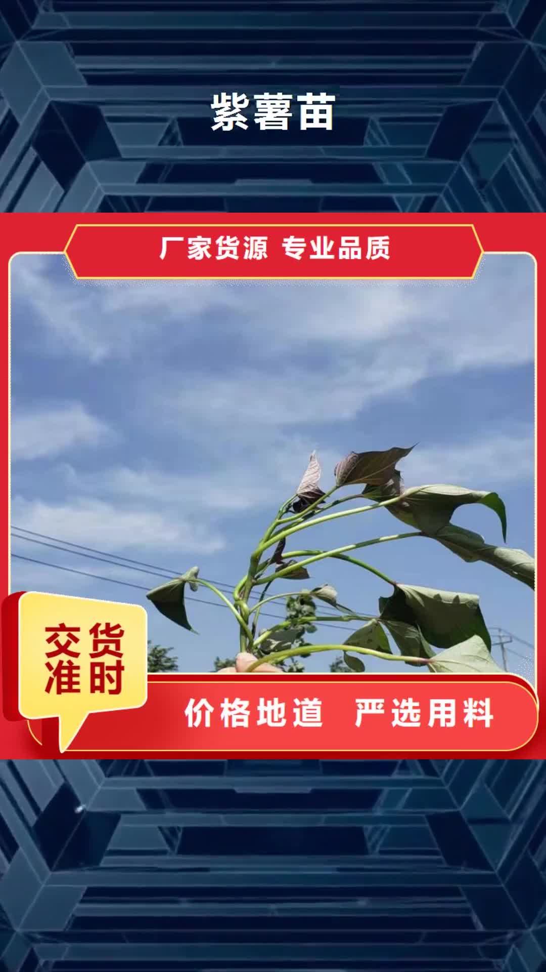 【衡阳 紫薯苗_菠菜粉严谨工艺】