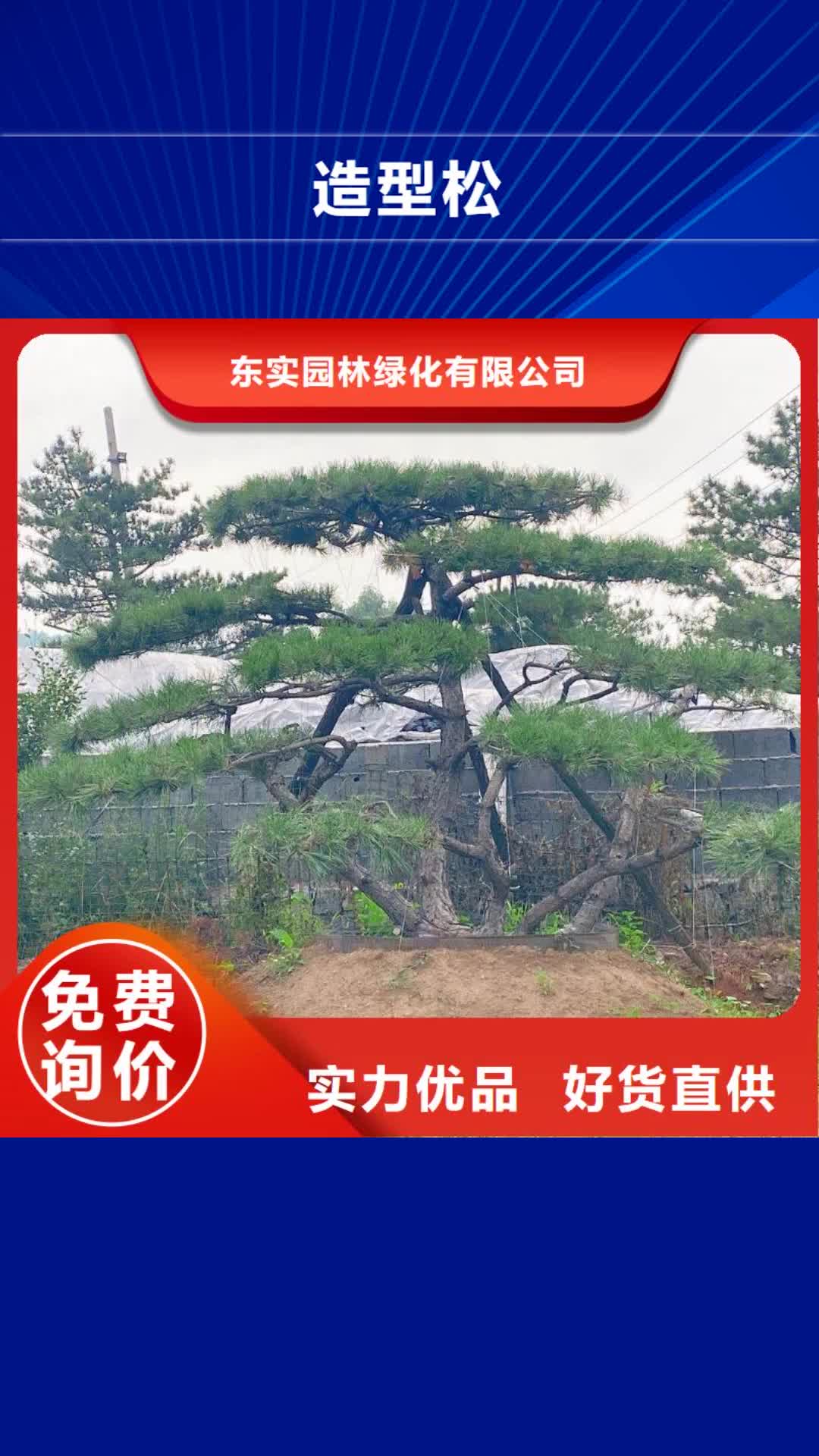 宜宾 造型松,【造型松价格】优质材料厂家直销