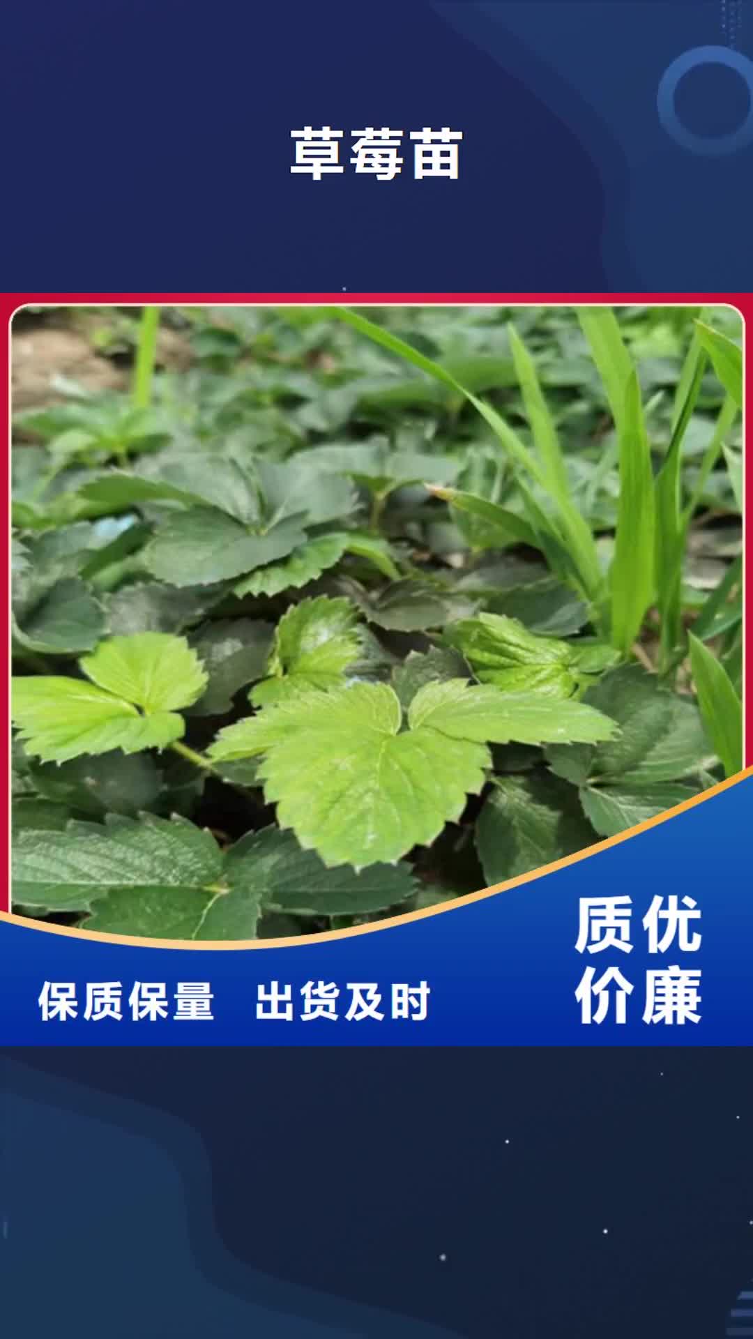 【台湾 草莓苗工厂采购】