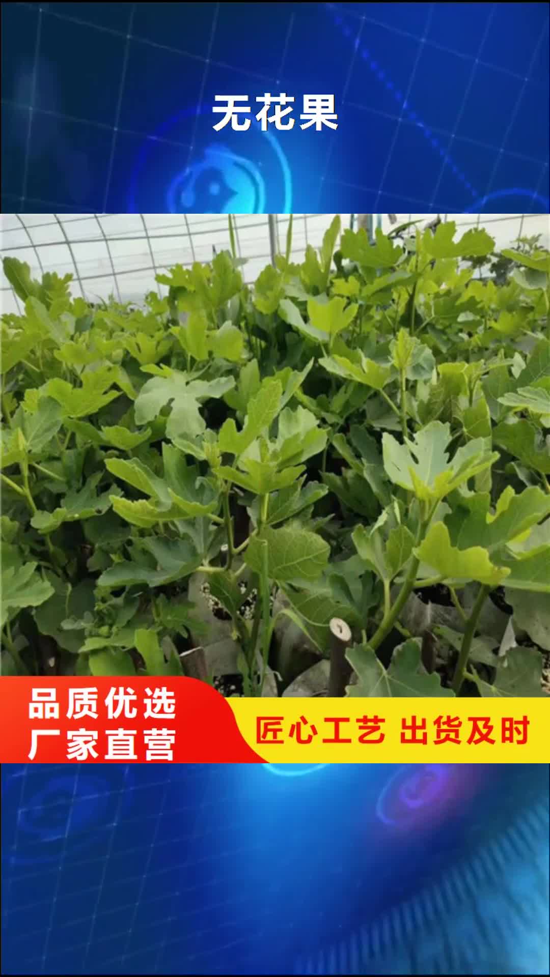 西藏【无花果】_花椒苗严选好货