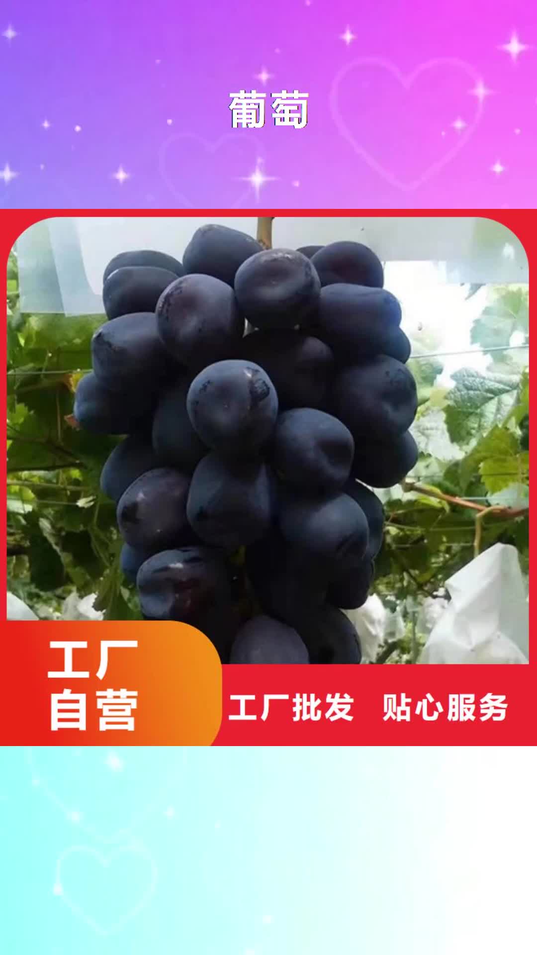 【包头 葡萄,樱桃树苗定制销售售后为一体】