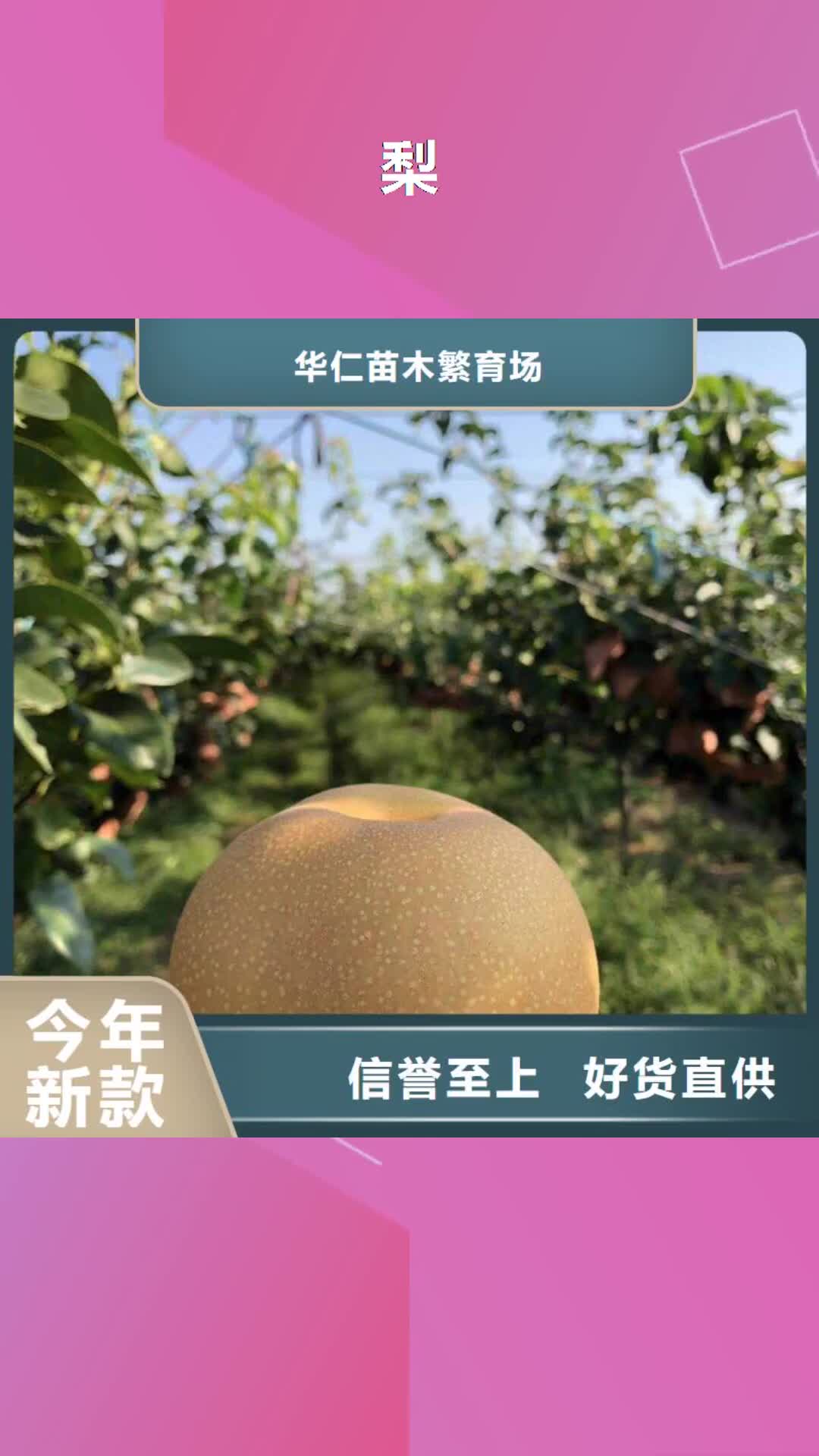 成都 梨 【奥红全红梨树苗】质量安心