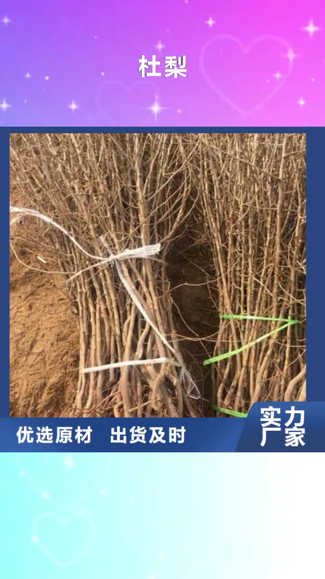 淮北 杜梨_【海棠苗】厂诚信经营
