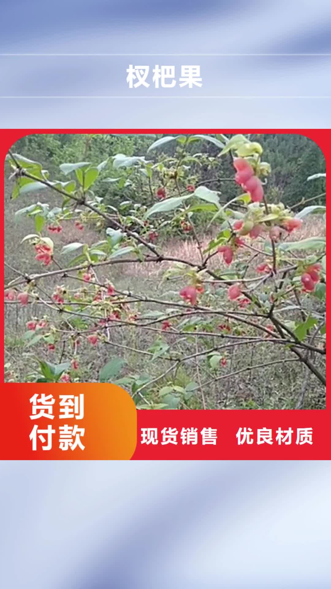 淮北 杈杷果【樱桃苗】诚信可靠