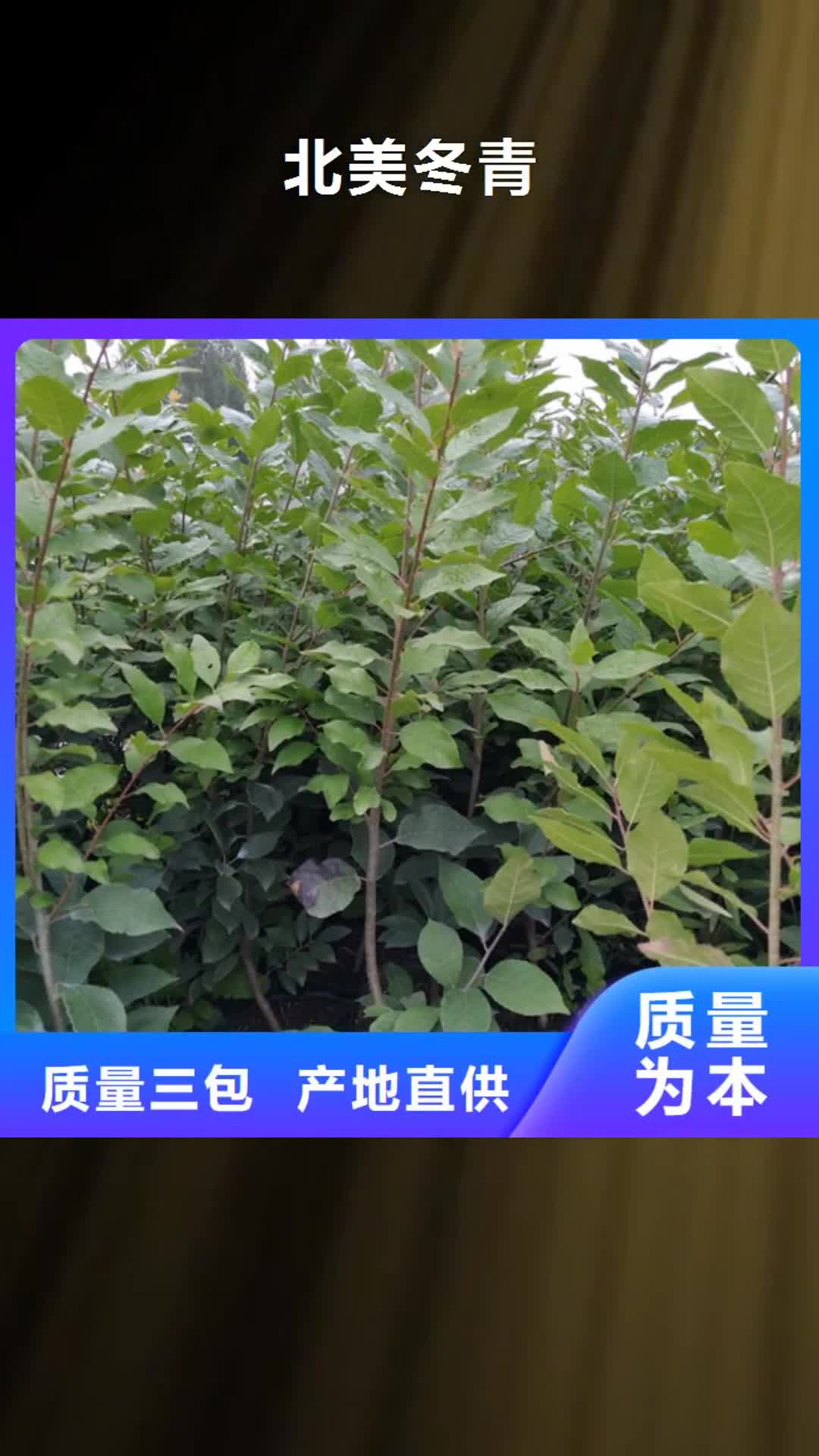 宿迁 北美冬青,【梨树苗】不只是质量好