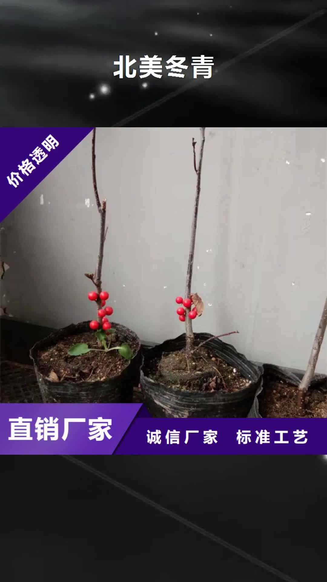 龙岩【北美冬青】-蓝莓苗严选材质