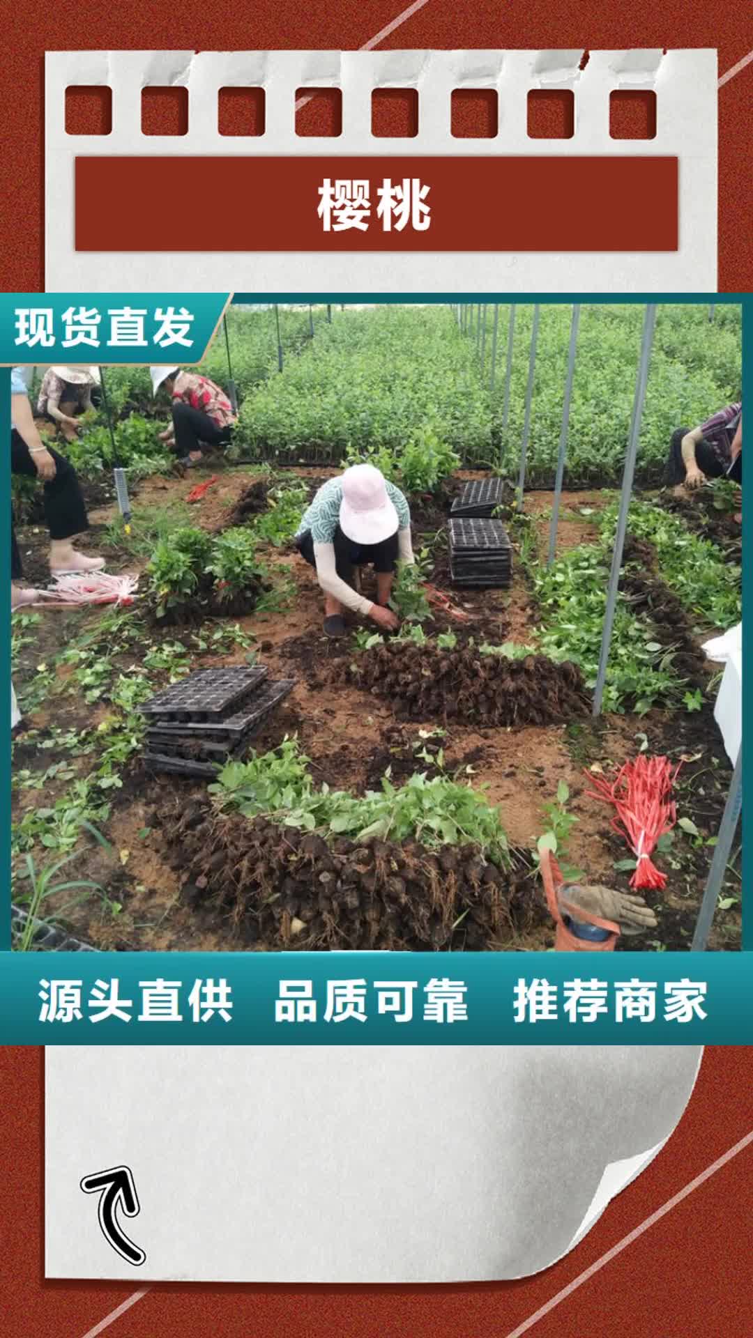 【哈尔滨 樱桃北美冬青按需定做】