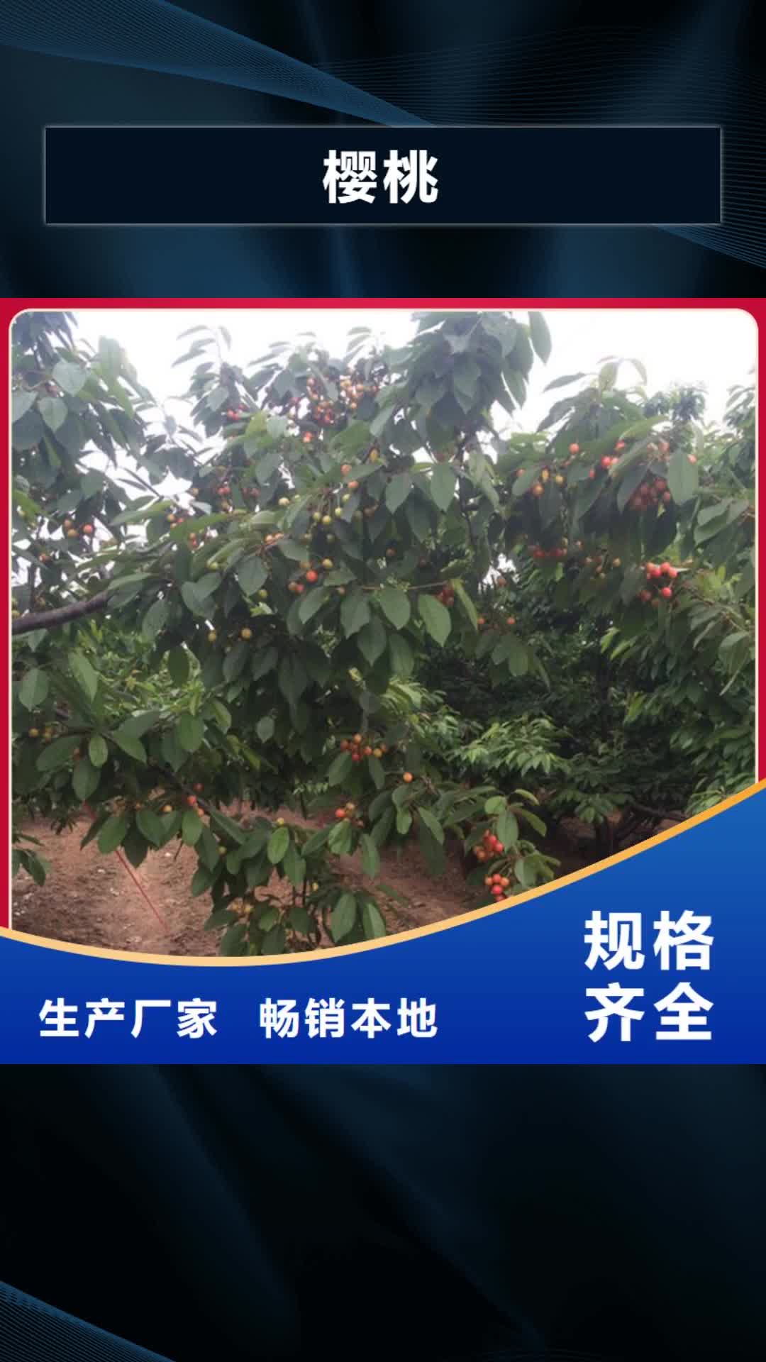 东莞【樱桃】-北美冬青库存齐全厂家直供