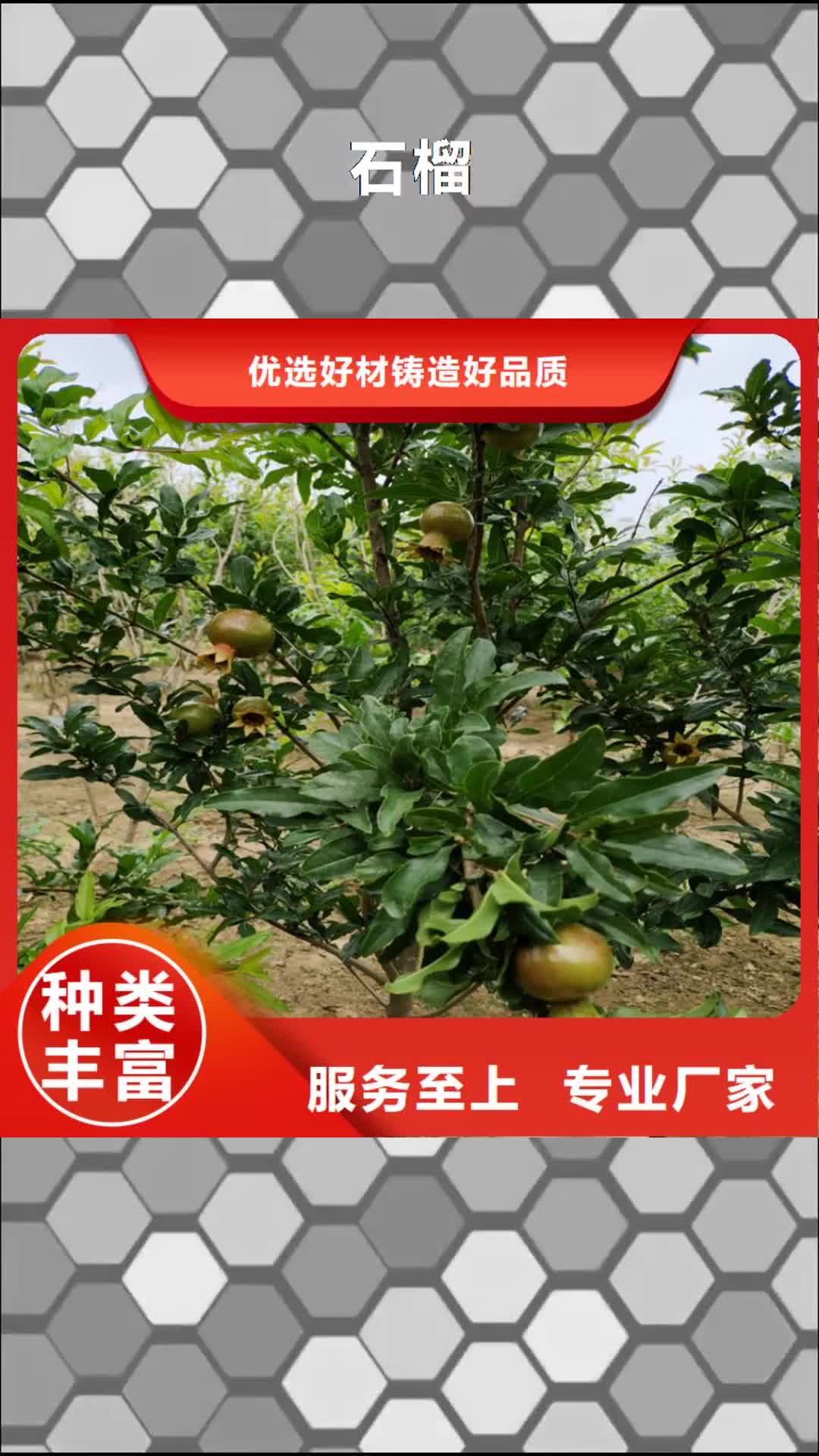 【丽江 石榴石榴树厂家现货批发】