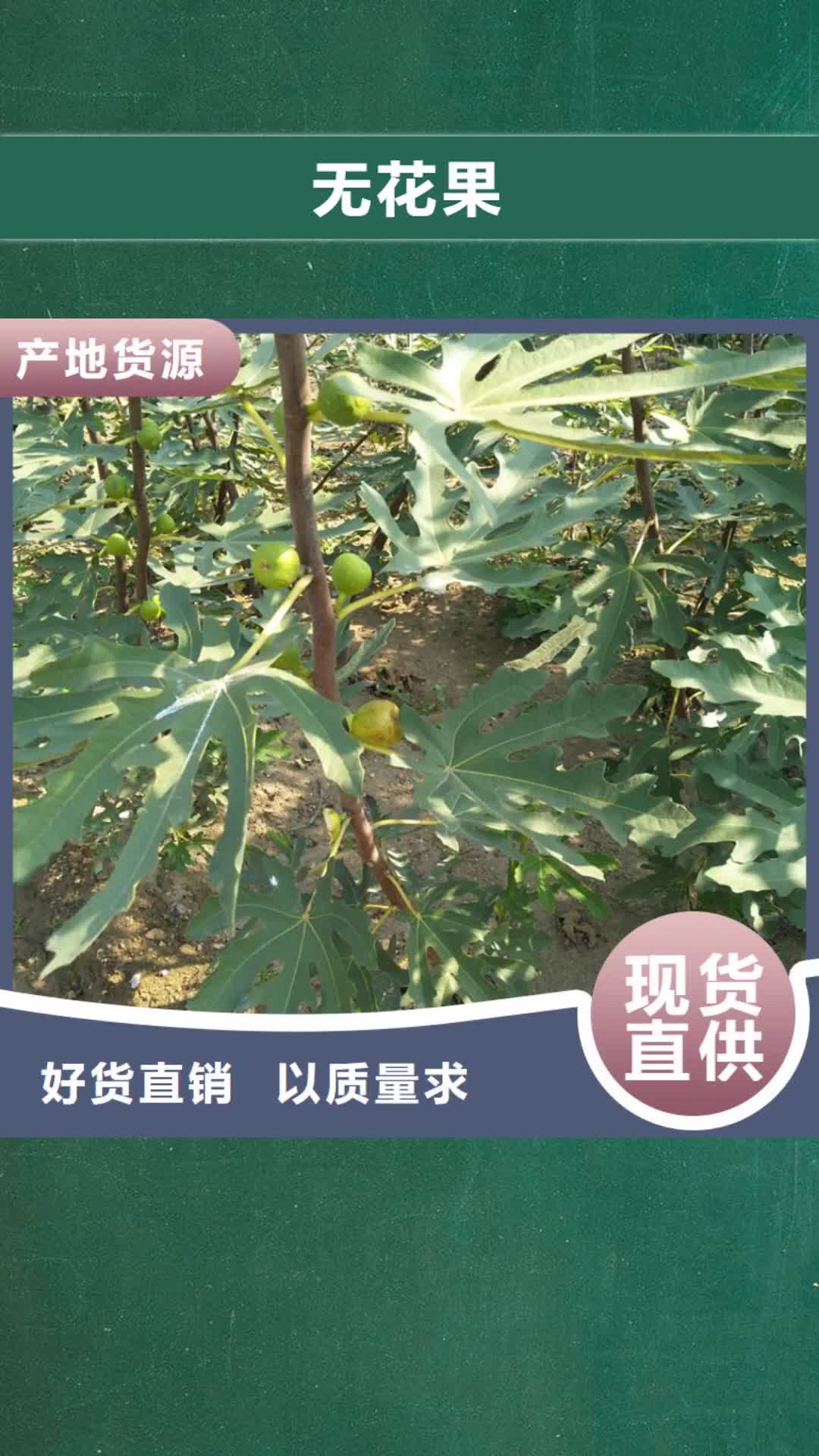 淮南【无花果】,梨树苗厂家直销放心