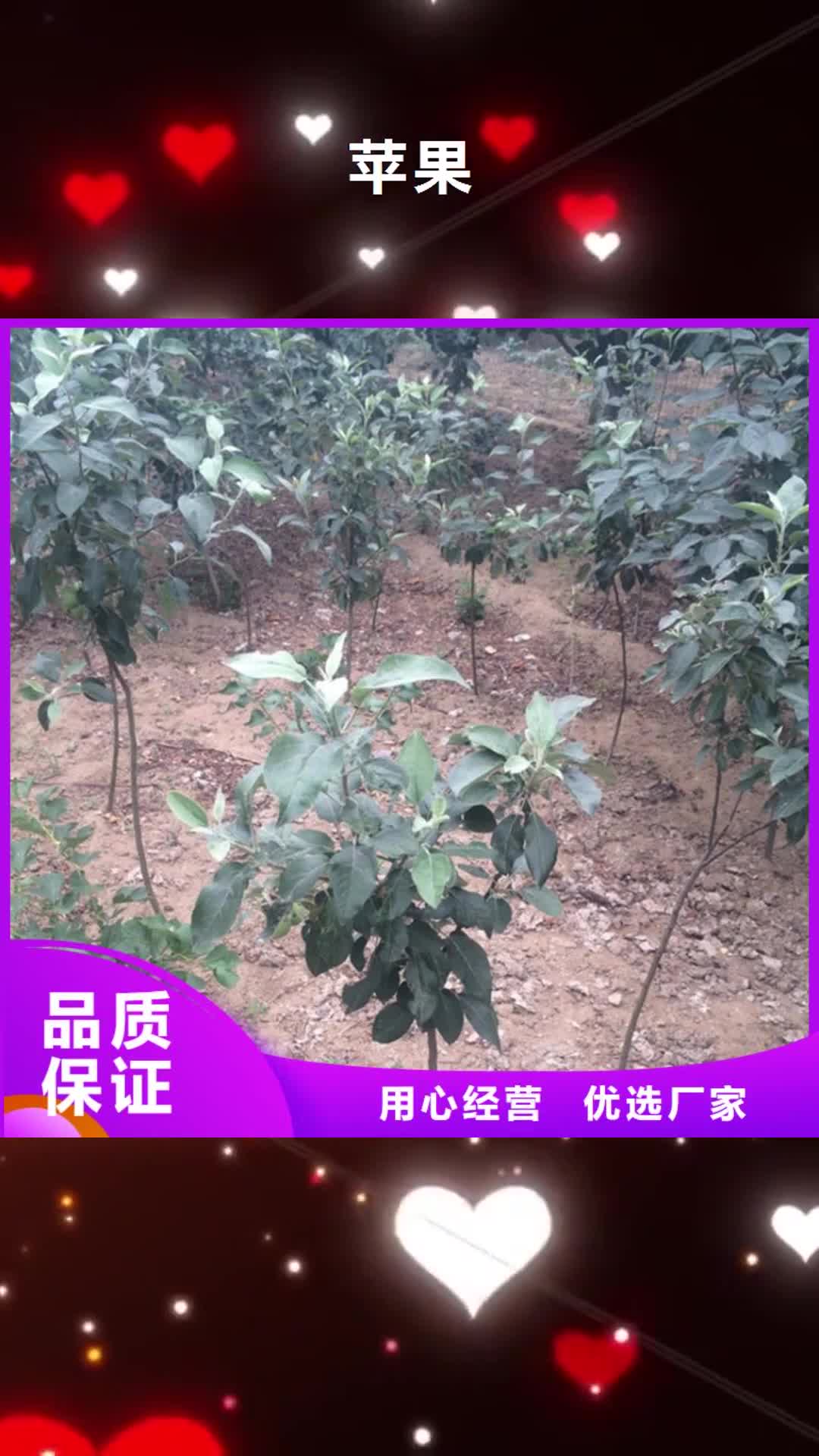 上饶【苹果】-草莓苗一站式厂家