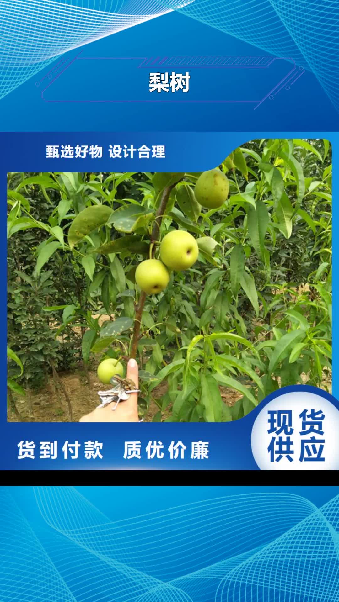 【凉山 梨树-桃树苗实力大厂家】