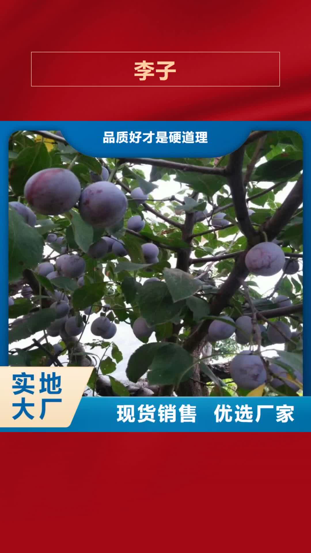 常州【李子】-梨树苗品质卓越