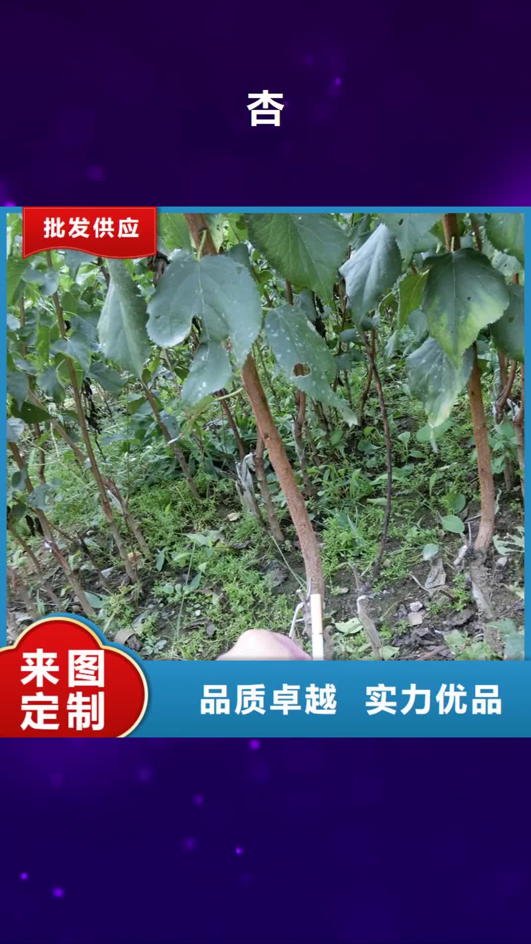 德宏【杏】,杏树苗源头厂家量大价优