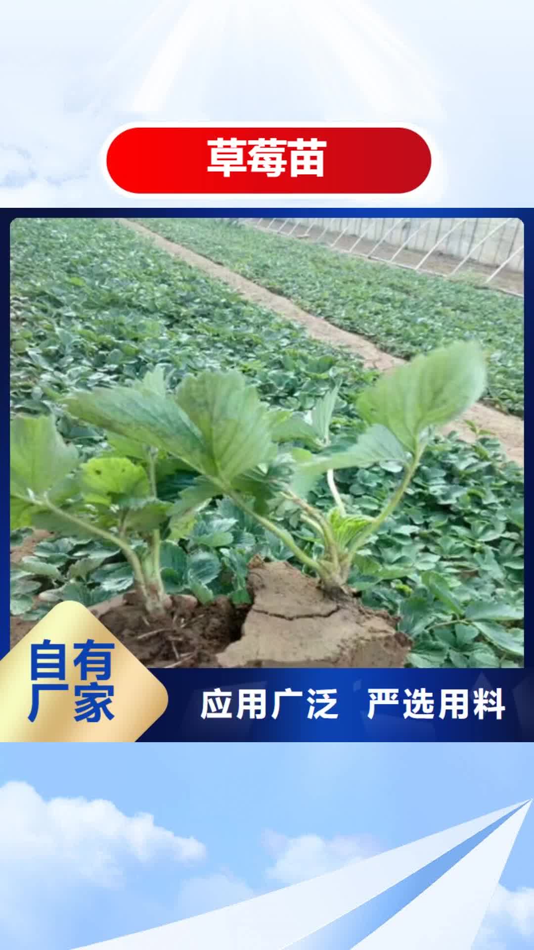 【合肥 草莓苗-苹果苗可接急单】