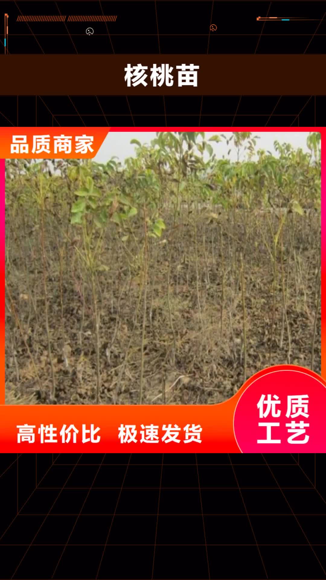 深圳【核桃苗】_草莓苗价格实地大厂