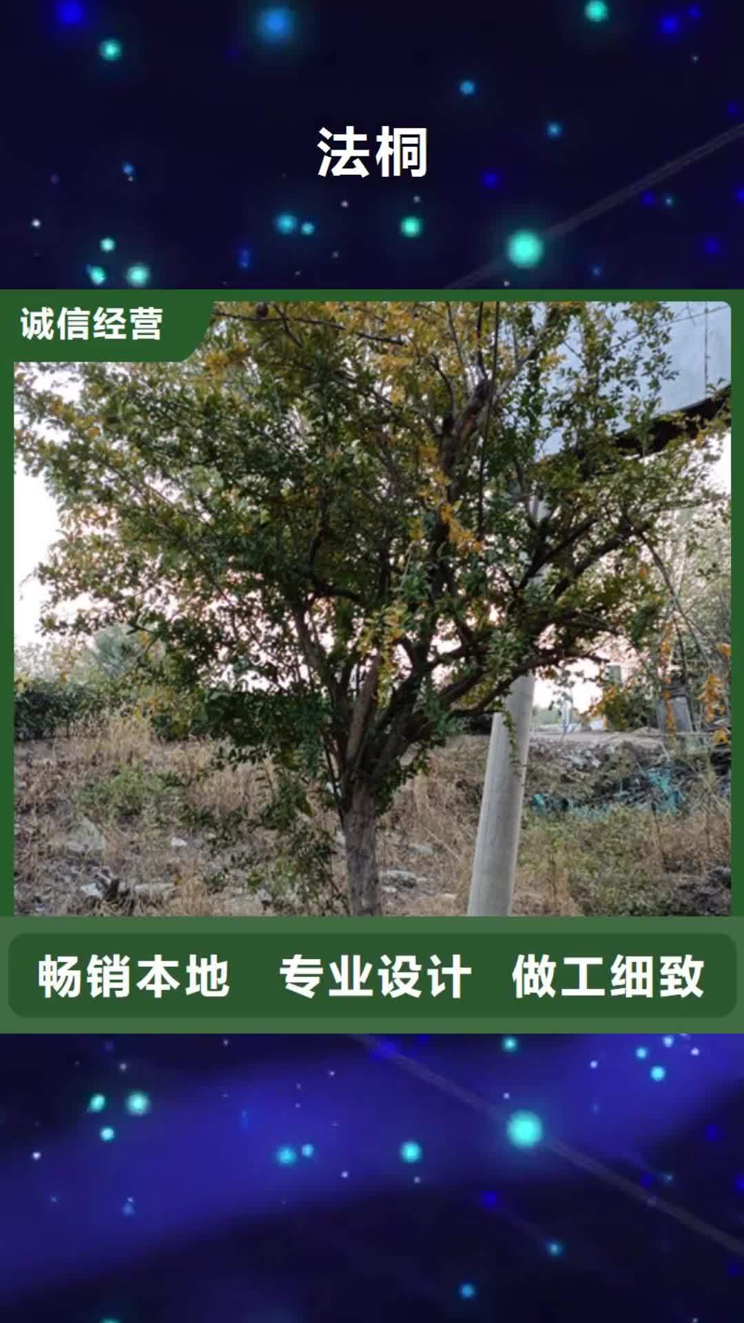 【珠海 法桐 五角楓匠心工藝】