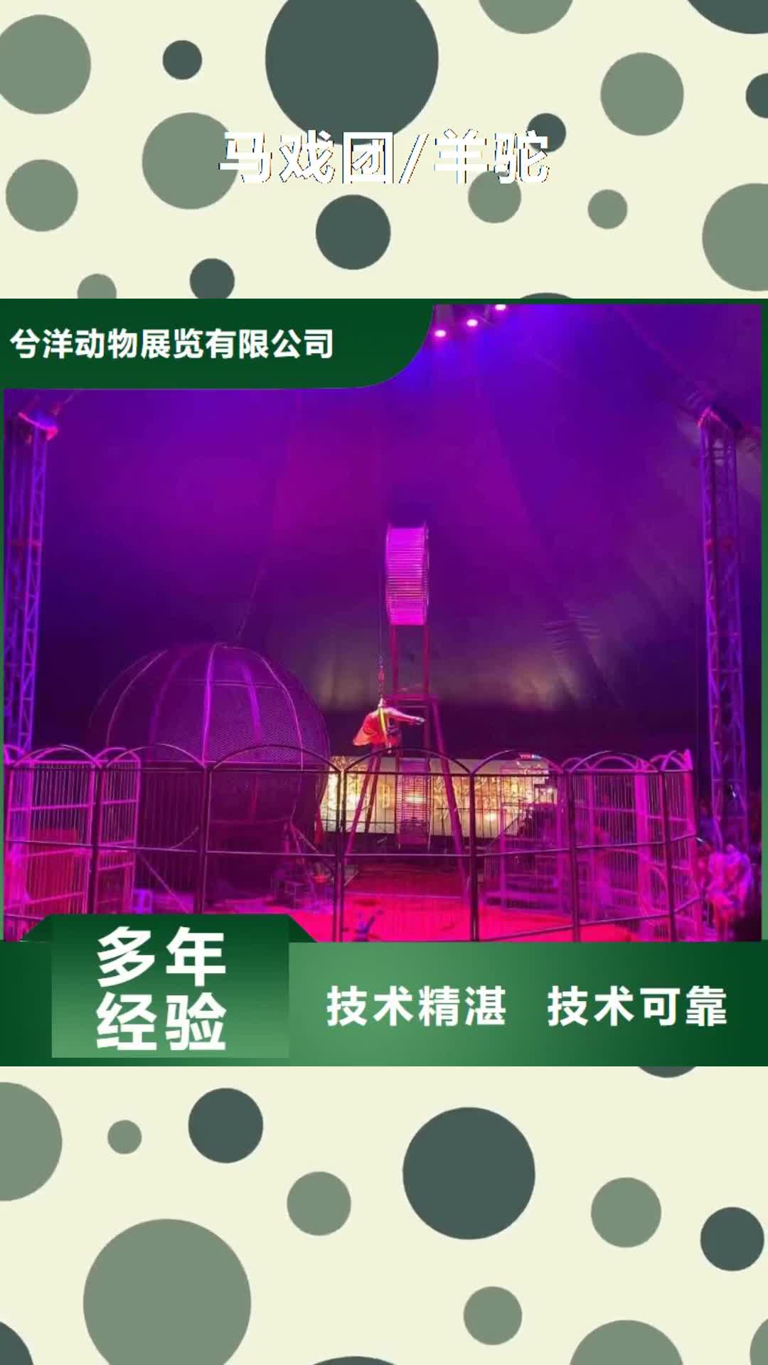 西安馬戲團/羊駝_【海獅表演出租】歡迎合作
