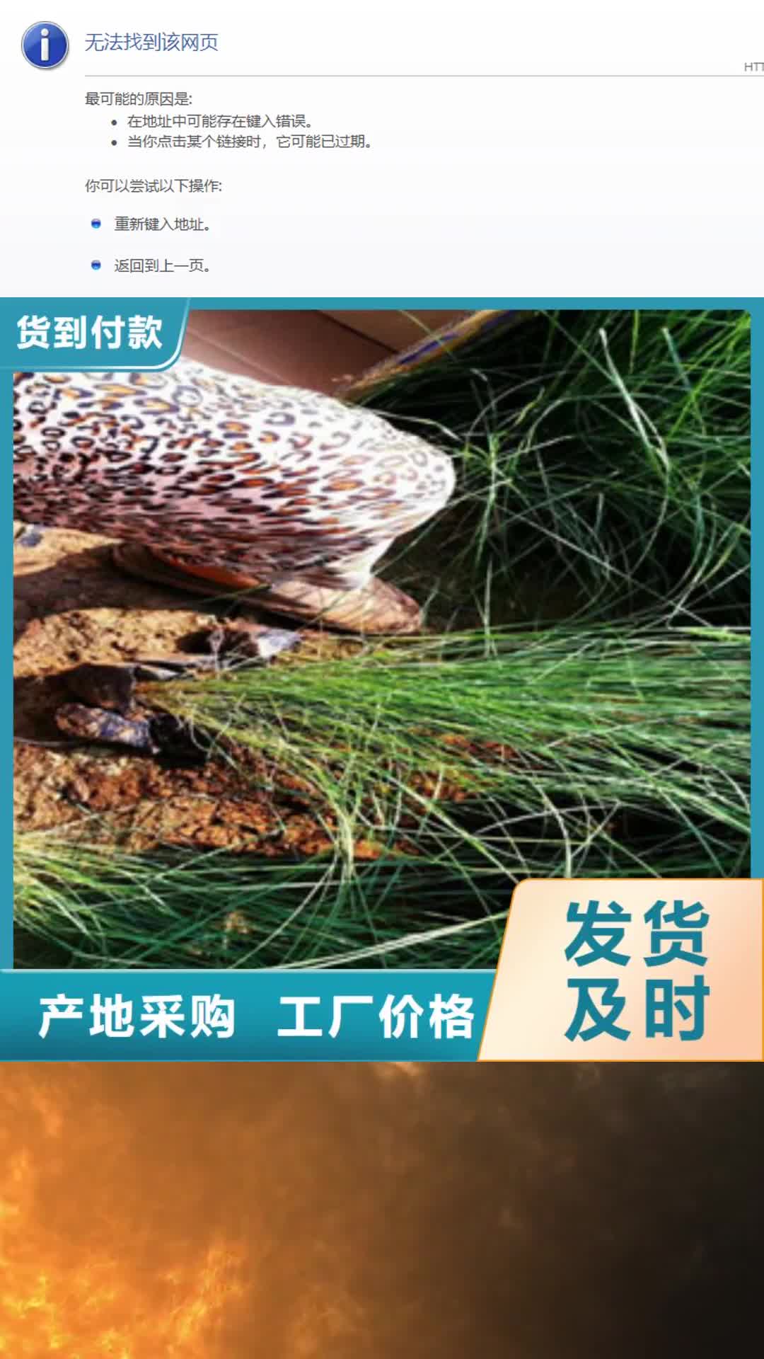 大同 时令草花【柳叶马鞭草/薰衣草 】精工细作品质优良