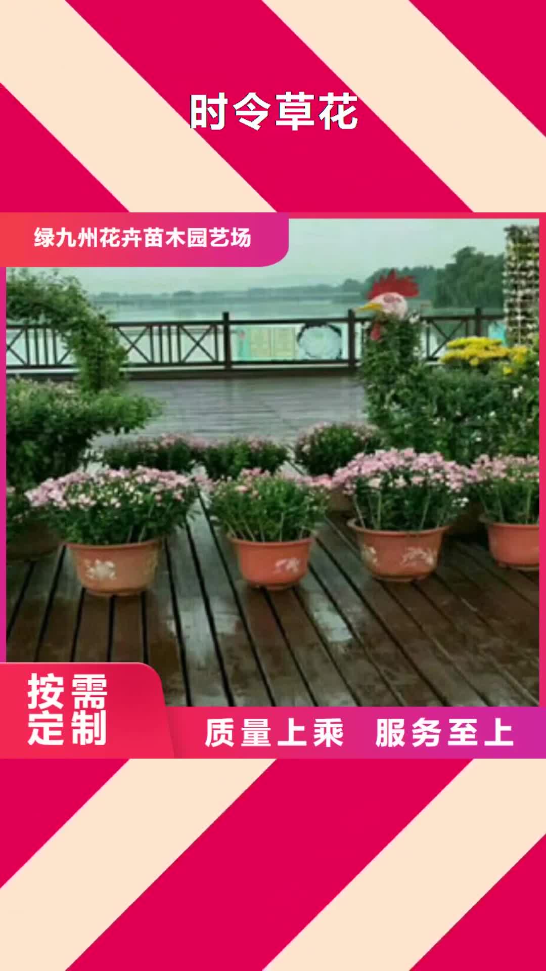 泸州【时令草花】-耐寒耐旱草花基地严格把控每一处细节