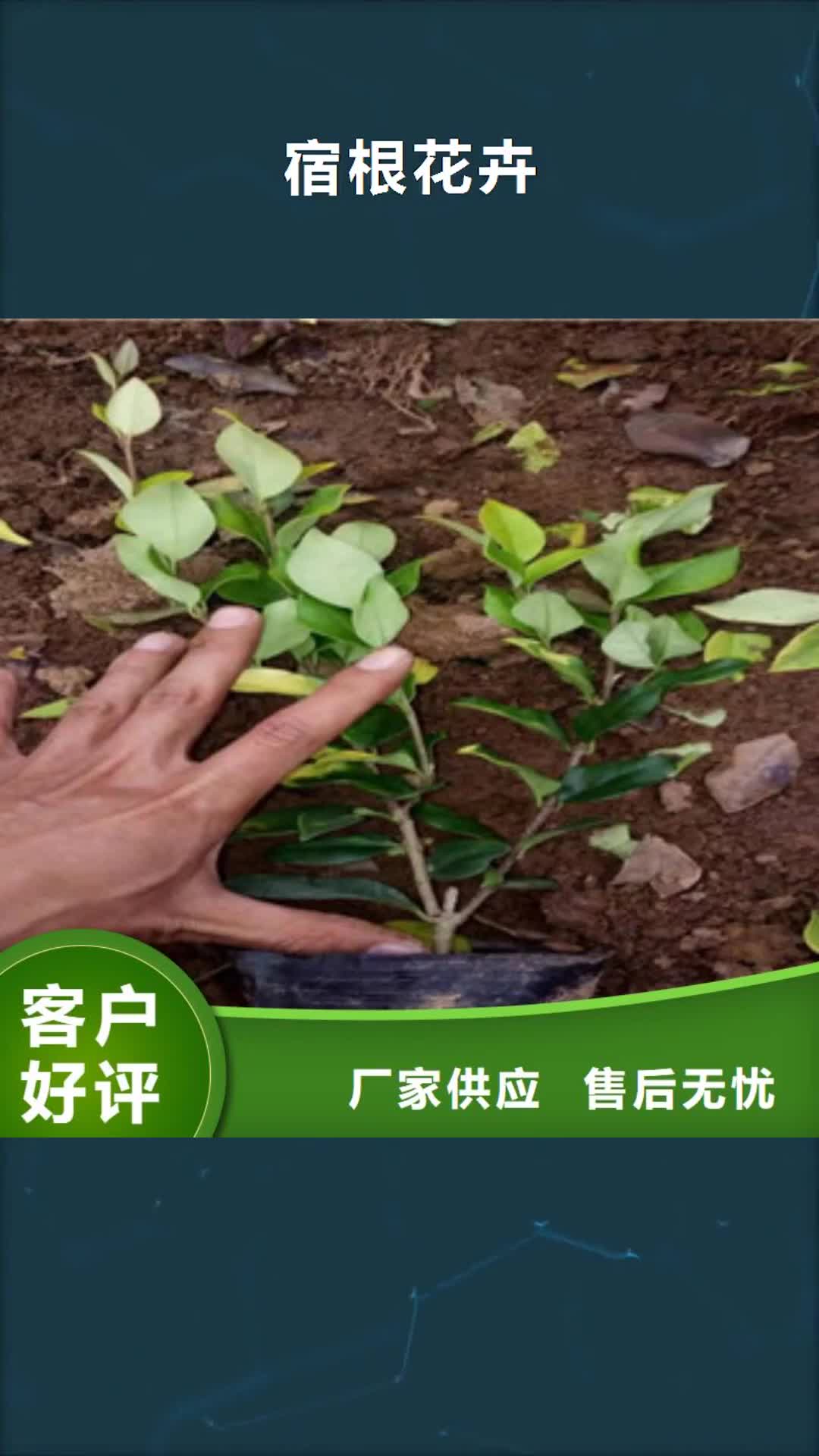 黑河 宿根花卉-【五一国庆草花批发】货真价实