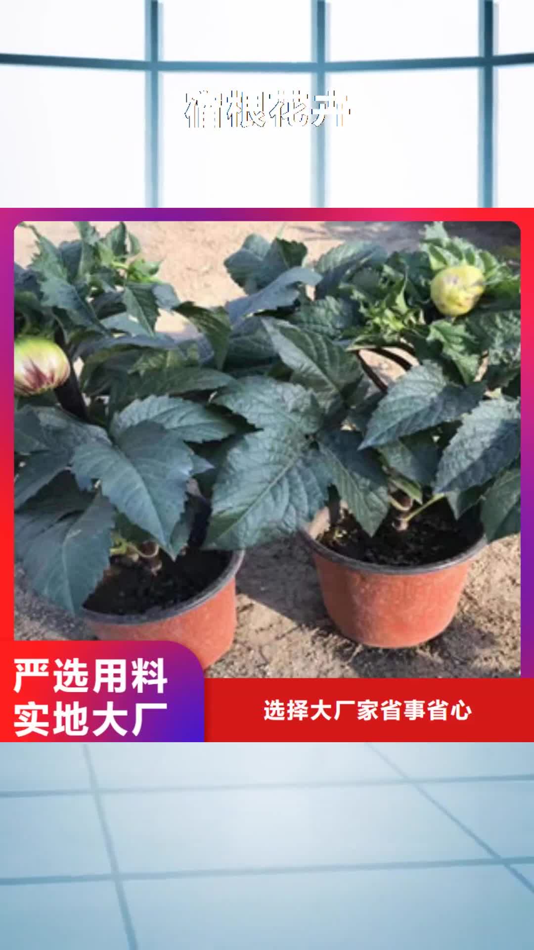 靖江【宿根花卉】-柳叶马鞭草/薰衣草 一手货源