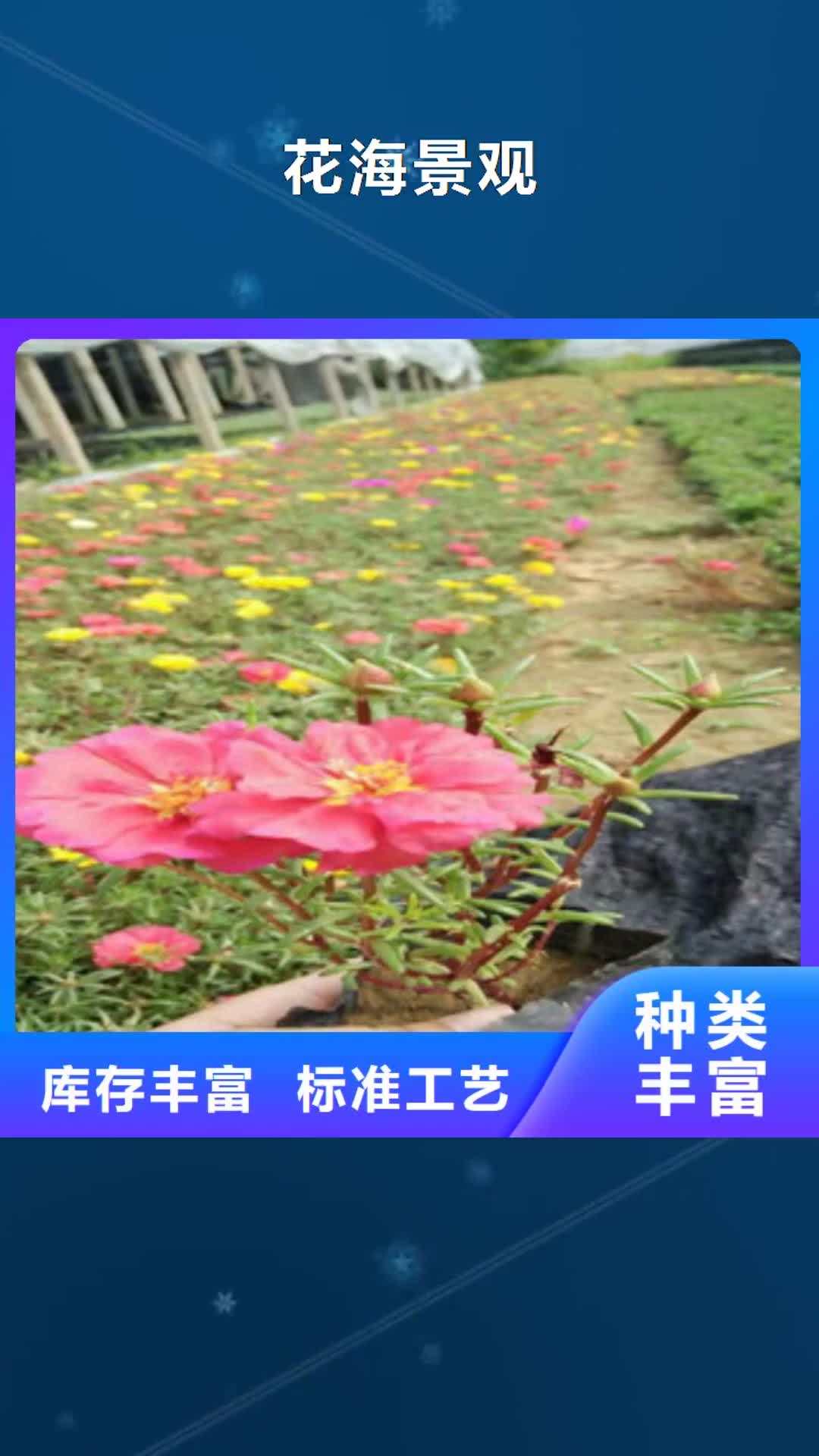 大庆【花海景观】-鲁冰花/粉黛乱子草精挑细选好货