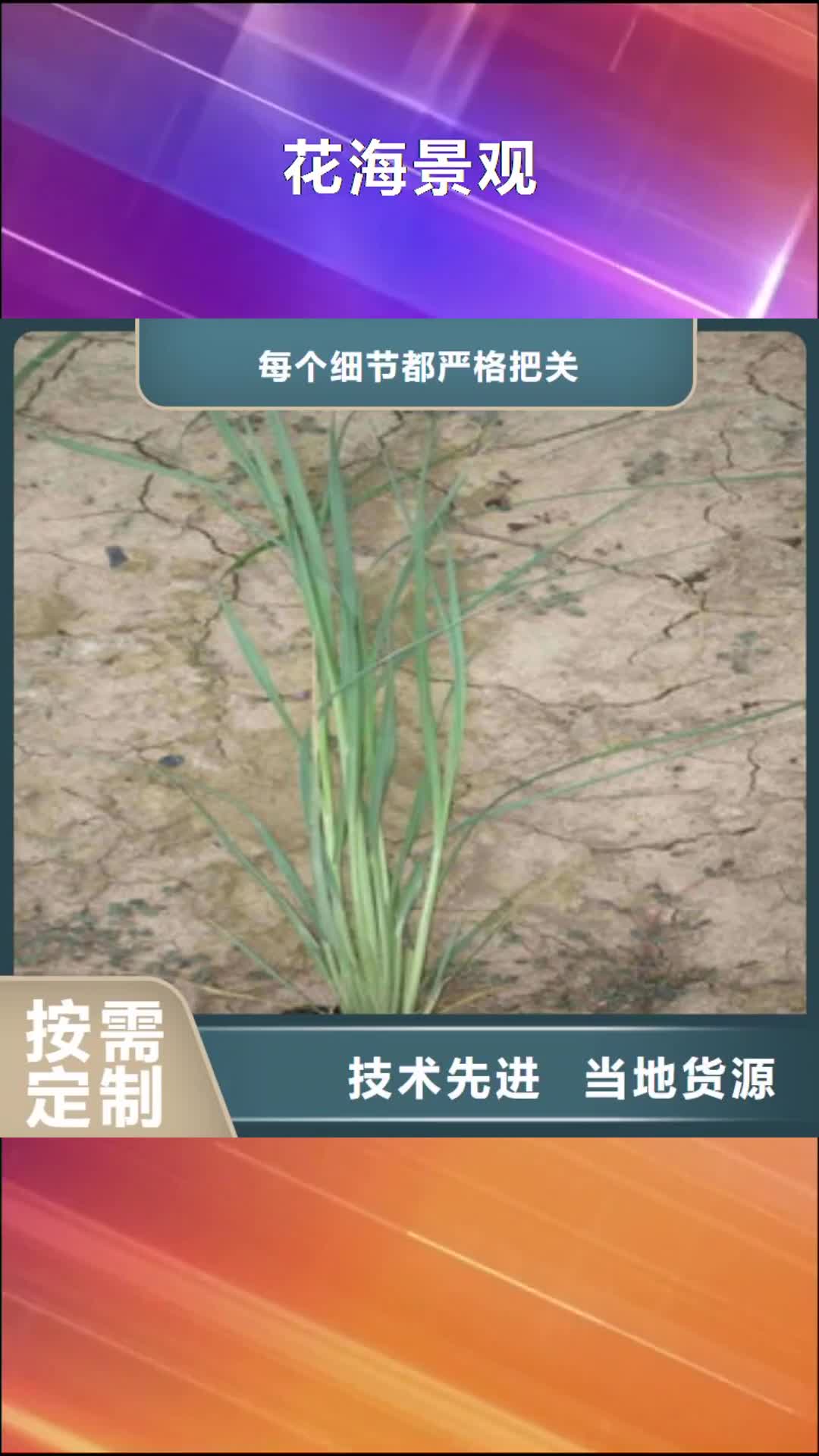 【北京 花海景观 鲁冰花/粉黛乱子草欢迎来厂考察】