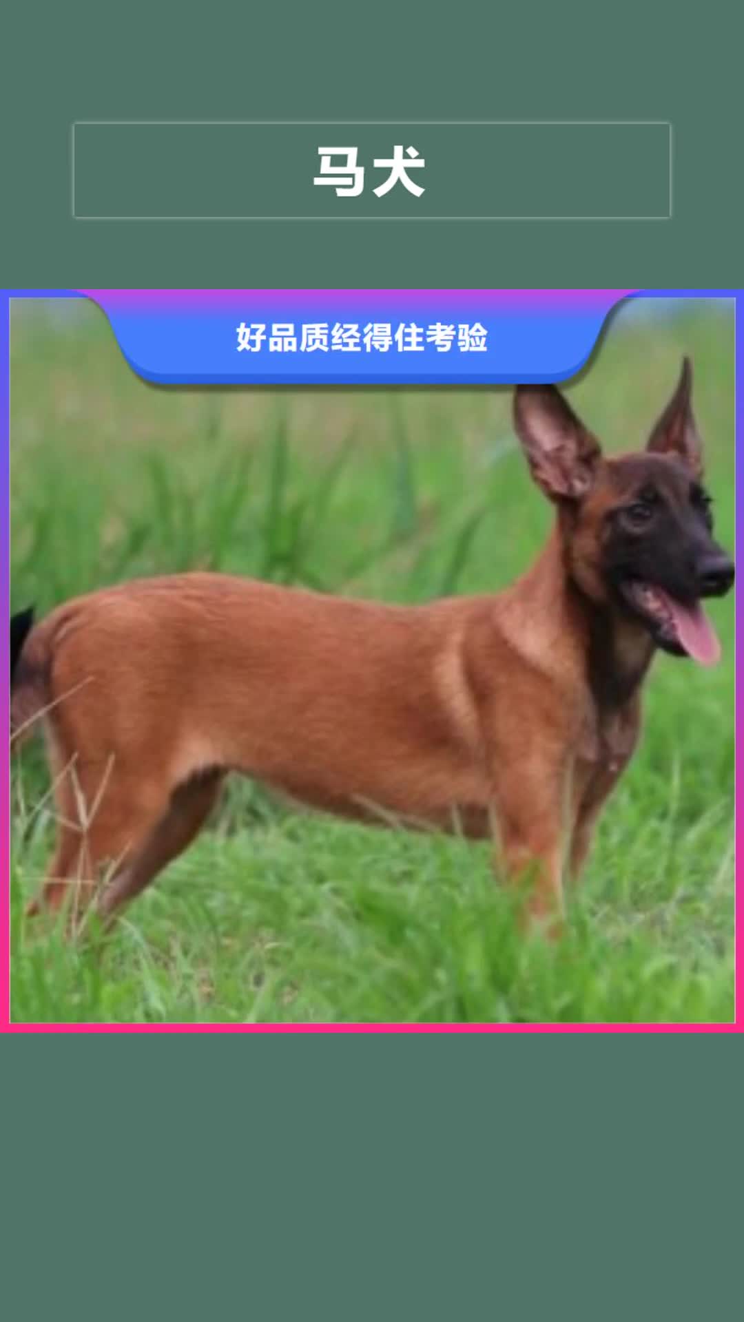 玉林 马犬 【黑狼】海量现货