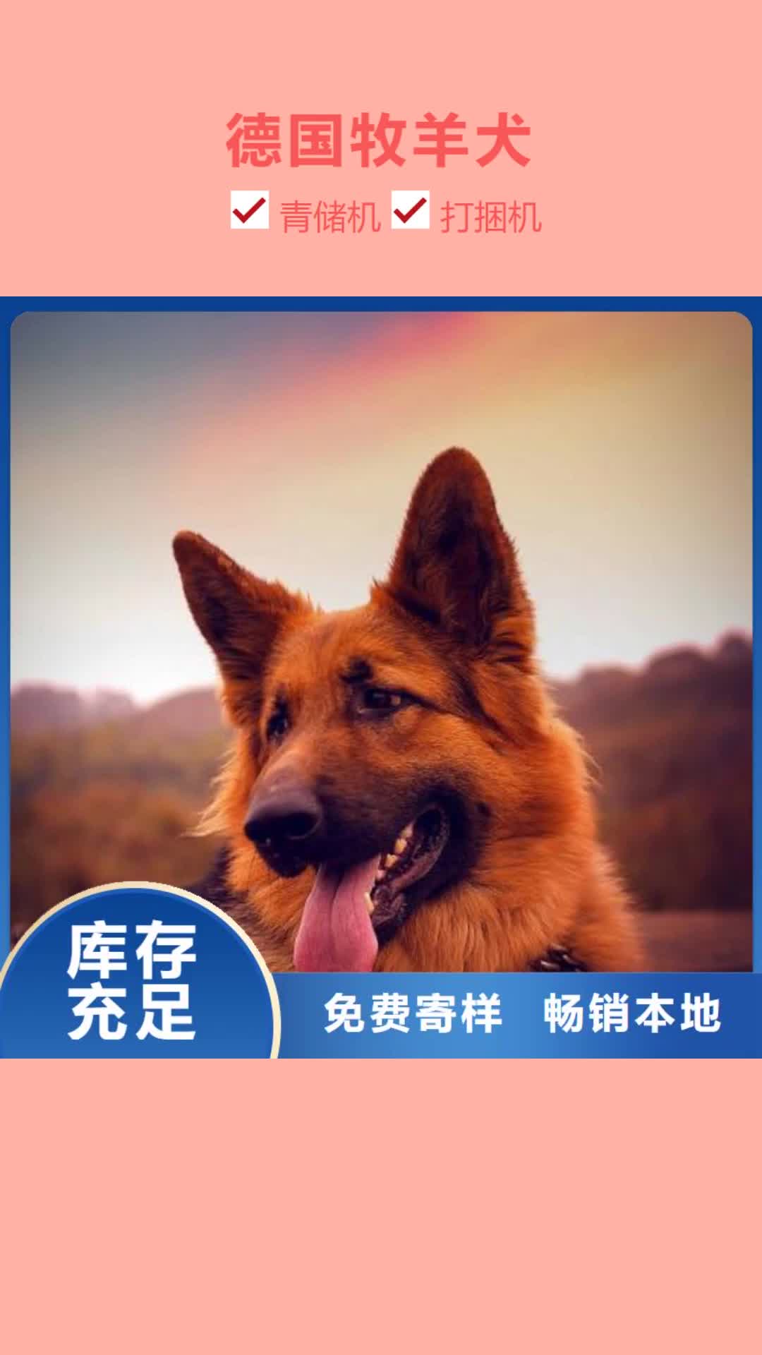 【锡林郭勒 德国牧羊犬_德牧犬真正的源头厂家】