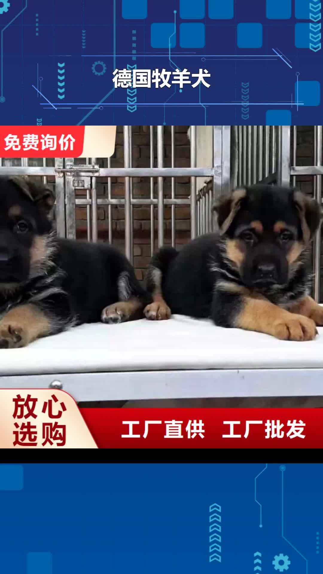 德州【德国牧羊犬】,黑狼0中间商差价